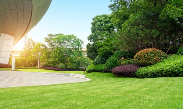 Commercial Shrub Trimming in Rockledge