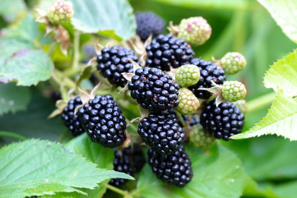 Blackberry Bush Removal in Rockledge