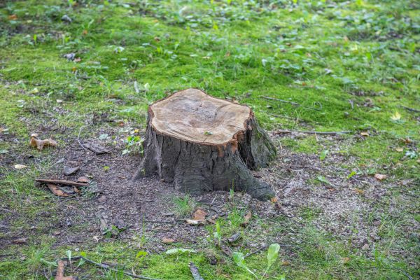 Bush Stump Removal in Rockledge