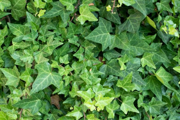 English Ivy Removal in Rockledge