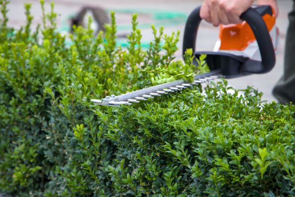 Hedge Pruning in Rockledge