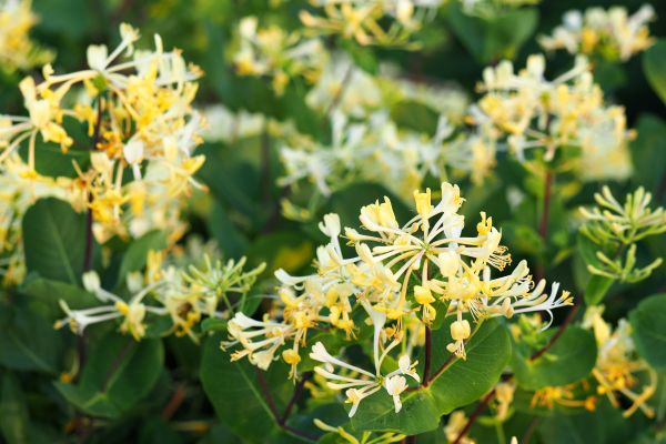 Honeysuckle Removal in Rockledge