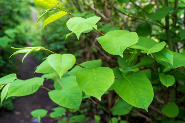 Invasive Plant Removal in Rockledge