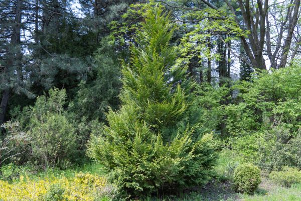 Juniper Pruning in Rockledge