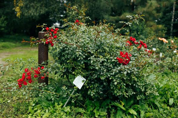 Rose Bush Removal in Rockledge