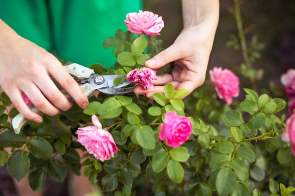 Rose Trimming in Rockledge