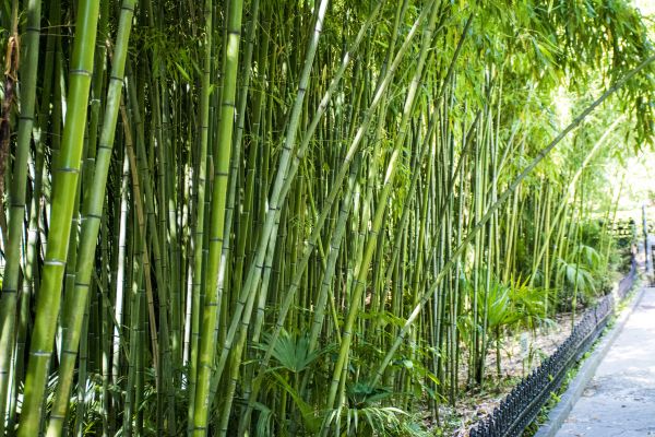 Bamboo Root Removal in Rockledge