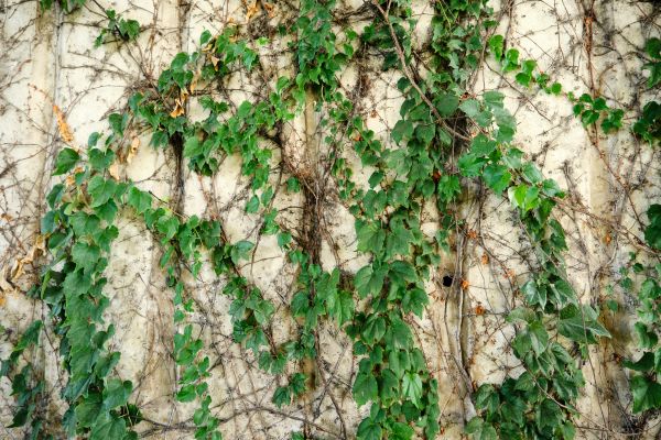 Vine Removal Service in Rockledge
