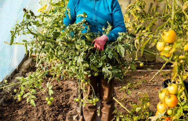 Garden Plant Removal in Rockledge