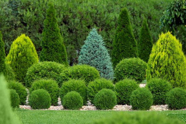 Shrub Shaping in Rockledge