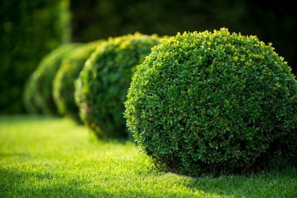 Bush Pruning in Rockledge