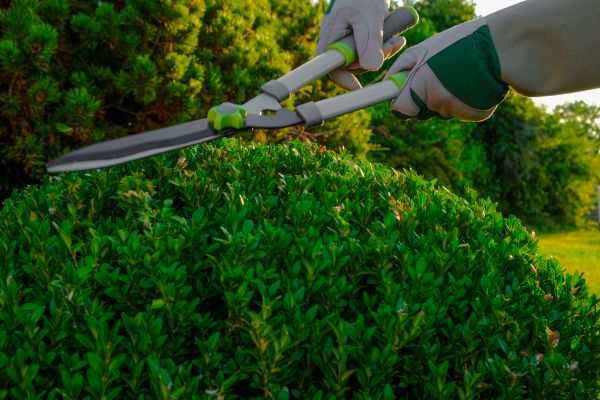 Topiary Shearing in Rockledge