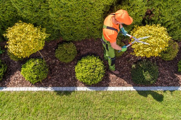 Topiary Trimming in Rockledge