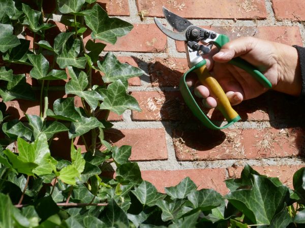Ivy Removal Service in Rockledge