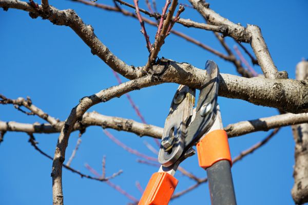 Selective Pruning in Rockledge
