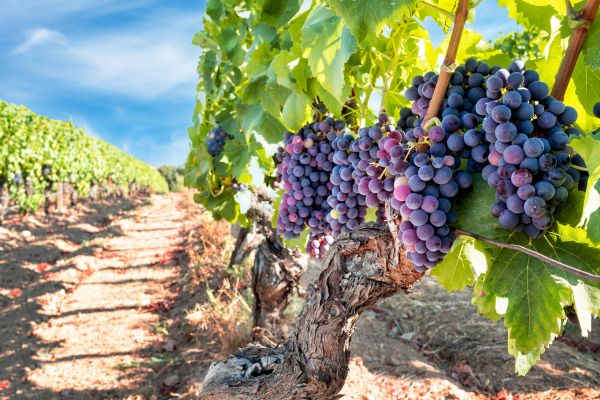 Grapevine Pruning in Rockledge