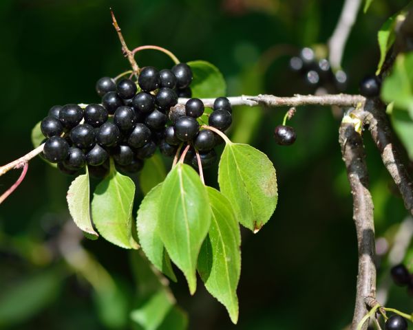 Buckthorn Removal in Rockledge