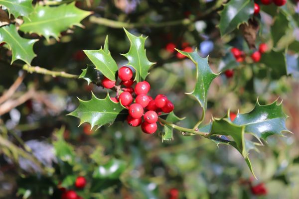 Holly Tree Trimming in Rockledge