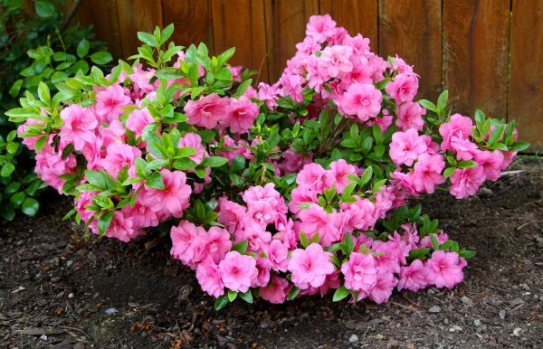 Azaleas Removal in Rockledge