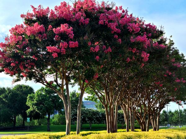 Crepe Myrtle Pruning in Rockledge