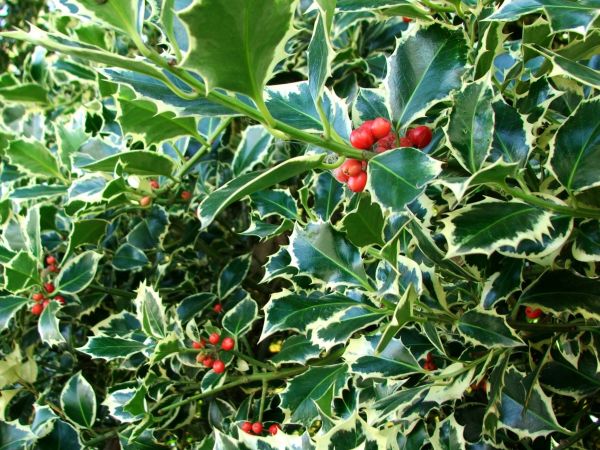 Holly Bushes Trimming in Rockledge