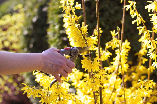Forsythia Pruning in Rockledge