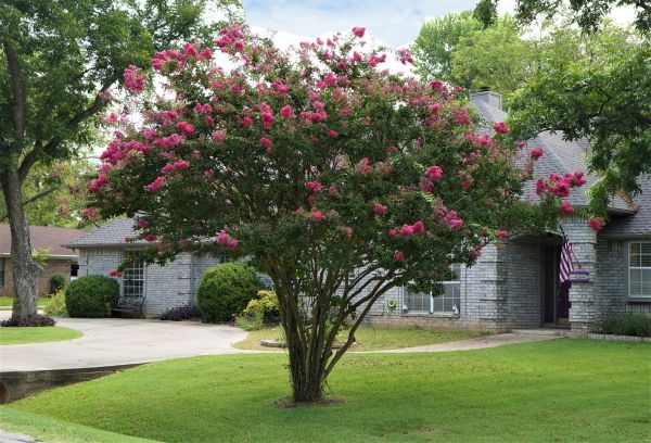 Crepe Myrtle Trimming in Rockledge