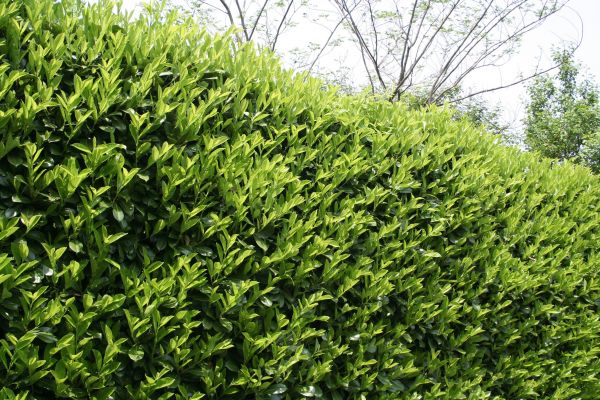 Laurel Shrub Removal in Rockledge