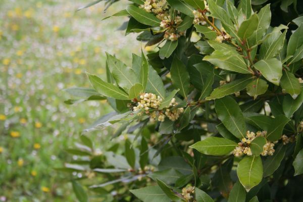 Laurel Trimming in Rockledge
