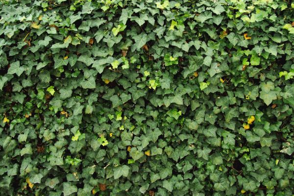 Ivy Pruning service in Rockledge