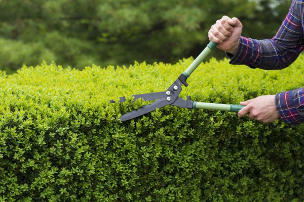 Evergreen Shrub Pruning in Rockledge