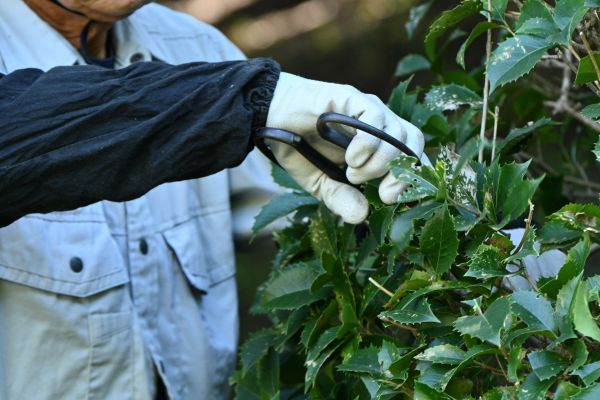 Holly Pruning in Rockledge