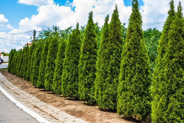 Arborvitae Shearing in Rockledge