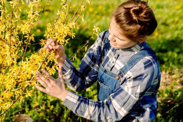 Forsythia Trimming in Rockledge