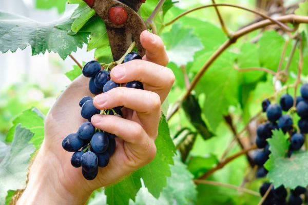 Vineyard Pruning in Rockledge