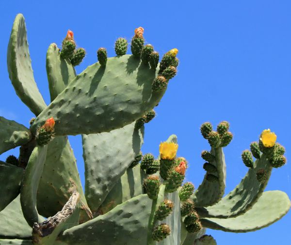 Cactus Removal in Rockledge