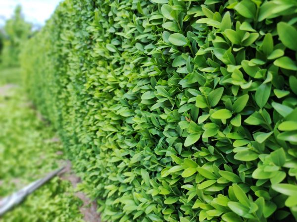 Boxwood Pruning in Rockledge