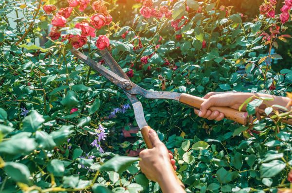 Knockout Roses Pruning in Rockledge