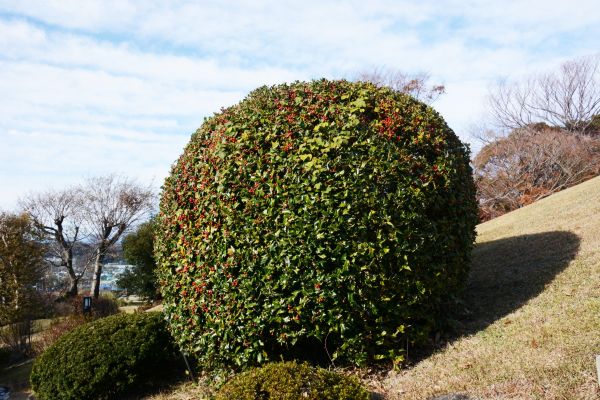 Holly Shrub Pruning in Rockledge
