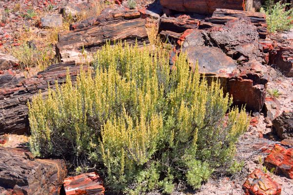 Sagebrush Removal in Rockledge