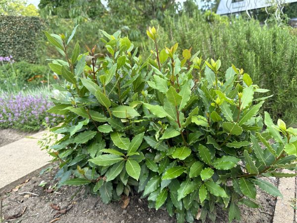 Laurel Hedge Trimming in Rockledge