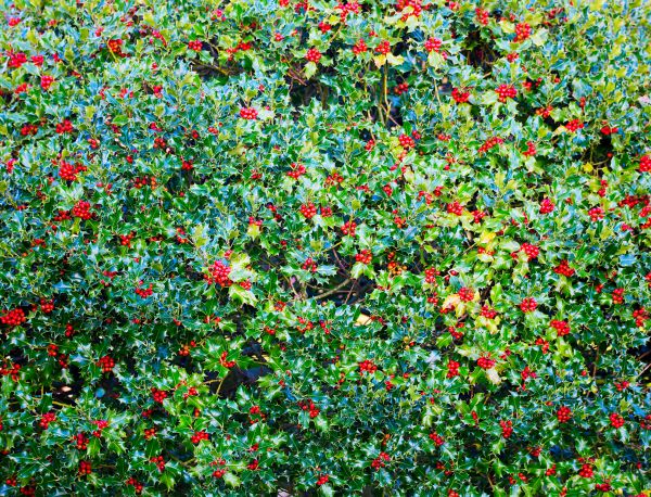 Holly Bush Removal in Rockledge