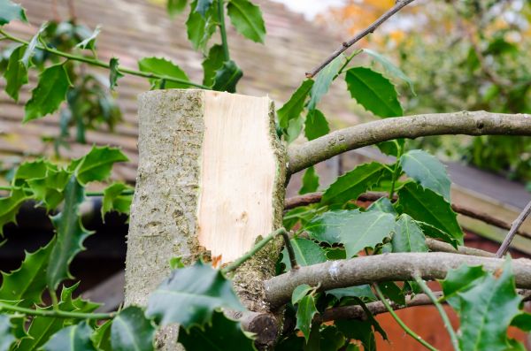 Holly Tree Removal in Rockledge