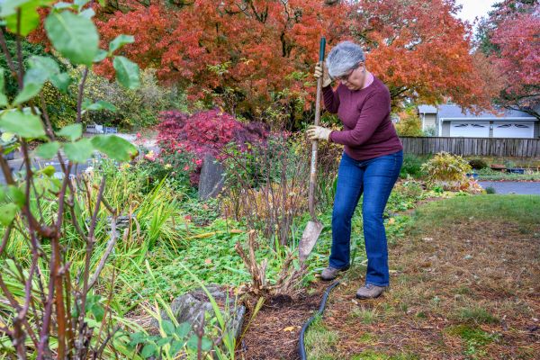 Dead Bush Removal in Rockledge