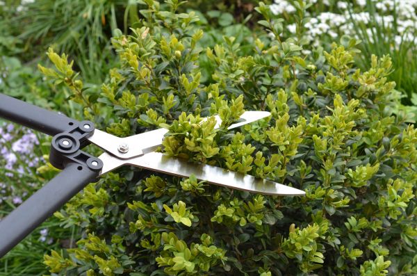 Boxwood Trimming in Rockledge
