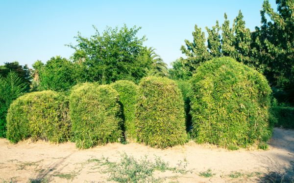 Bamboo Hedge Removal in Rockledge