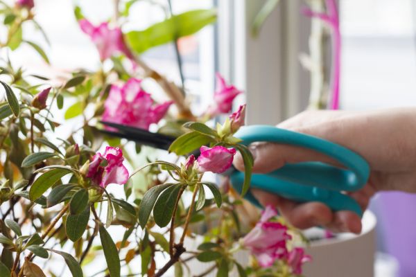 Azalea Pruning in Rockledge
