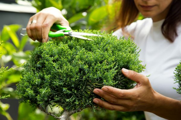 Juniper Shrub Pruning in Rockledge
