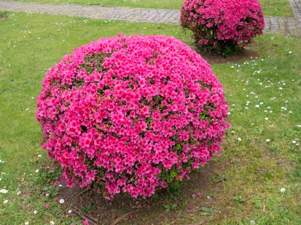 Rhododendron Pruning in Rockledge