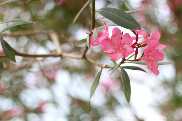 Oleander Removal in Rockledge